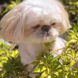 Shih Tzus from Tracey’s Precious Shih-Tzus