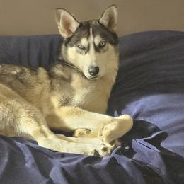 Una - Siberian Husky