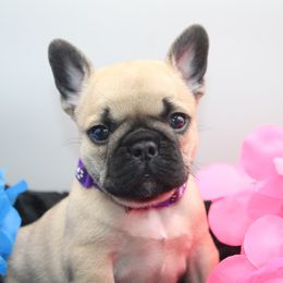 French Bulldog Puppies from Infinity Frenchies