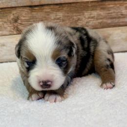 Winnie - Blue merle female Miniature Australian Shepherd puppy in Midway, Texas from L Bar W Aussie Ranch