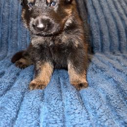 Ghost - Blue Collar - Bi-color male German Shepherd puppy in Davenport, Florida from Pray Love Shepherd Kennels