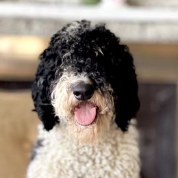 Piper - Bernedoodle
