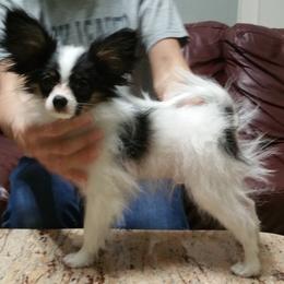 Papillon Puppies from Clearlake Papillons