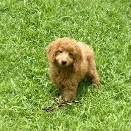 Flounder - Red  male Goldendoodle puppy in Bells, Texas from Partridge Doodles and Poodles