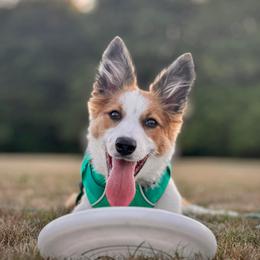 Border Collie and German Shepherd Puppies from Von Guadachi German Shepherds & Audacity Border Collies