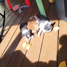 Boston Terrier Puppies from The Christian Bostons