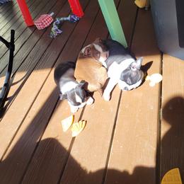 Boston Terrier Puppies from The Christian Bostons