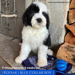 KODIAK - Black and white male Sheepadoodle puppy in Charlo, Montana from Heavenly Hilltop Farm