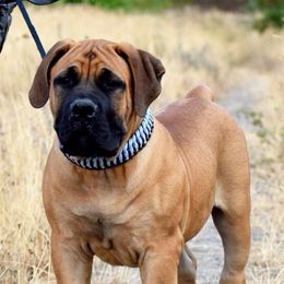 Boerboel Puppies from Team SD Boerboels
