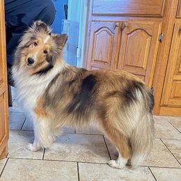 Brooke - Shetland Sheepdog