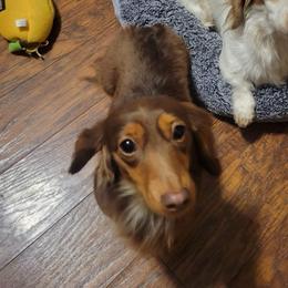Cami - Dachshund