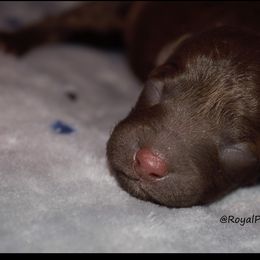 Girl 1 - Poodle puppy in Miami Dade County, Florida from RoyalPaws_Miami