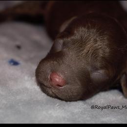 Girl 1 - Poodle puppy in Miami Dade County, Florida from RoyalPaws_Miami