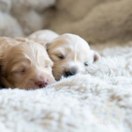 Dachshund Puppies from CTX Doxies