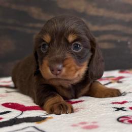 Ellie May - Chocolate and tan female Dachshund puppy in Dothan, Alabama from Little House Pups