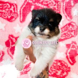 Zoey - Black and tan parti female Pomeranian puppy in Idaho Falls, Idaho from Country Life Pomeranians
