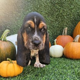 Memphis - Black white and brown male Basset Hound puppy in Big Rapids, Michigan from Basket Hound Bassets