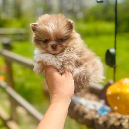 Churro - Chocolate merle male Pomeranian puppy in Buck Valley, Pennsylvania from Buck Valley Pomeranians