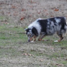 Lexi - Toy Australian Shepherd
