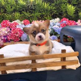 Pembroke Welsh Corgi Puppies from AW Corgis