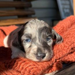 Blue boy - Dapple male Dachshund puppy in Chillicothe, Ohio from Brittney's Doxie Den