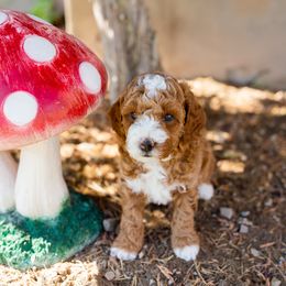 Boy 3 - Goldendoodle puppy in Riverton, Utah from Utah Doodlebug