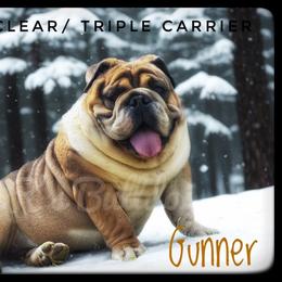 Bulldog puppies from EMR’s Bulldogs