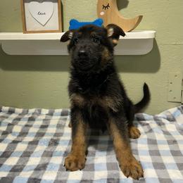 Diesel - Black and tan male German Shepherd puppy in Stanardsville, Virginia from Majestic K9 LLC