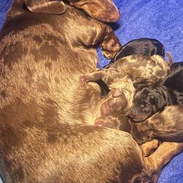 Dachshunds from Royal T minature dachshund