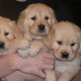 Golden Retrievers from Crescent Valley Goldens