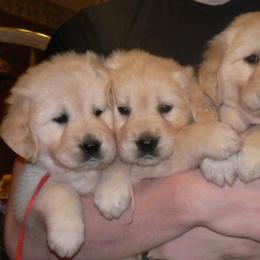Golden Retrievers from Crescent Valley Goldens