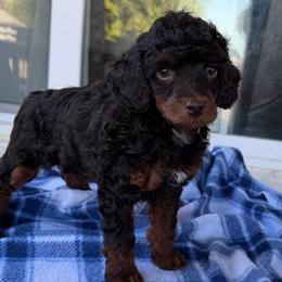 Topaz - Phantom male Poodle puppy in Lathrop, California from Stellar Poodles