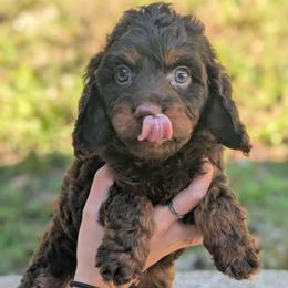 Nutmeg - Chocolate male Cavapoo puppy in Coshocton, Ohio from Forever Family Puppies