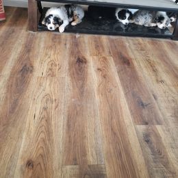 Australian Shepherd Puppies from Spunky Farms Aussies
