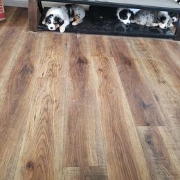 Australian Shepherd Puppies from Spunky Farms Aussies