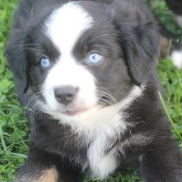 Koda - Black tri male Toy Australian Shepherd puppy in Ionia, Iowa from Sapphire Stables