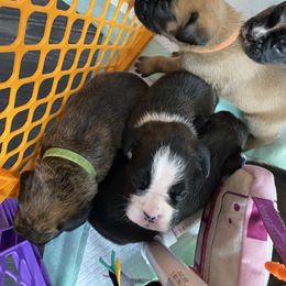 Boxer Puppies from Primo Amore Boxers