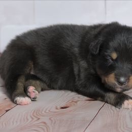 Zayvior - Black tri-color male Australian Shepherd puppy in Fultonville, New York from Sandy Aussies & Pomeranians