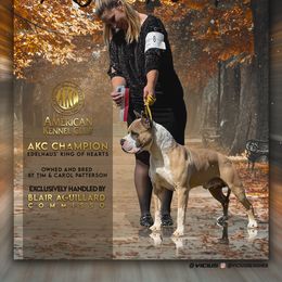 Lucky - American Staffordshire Terrier