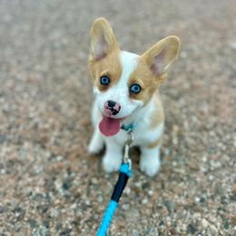 American Corgi and Pembroke Welsh Corgi Puppies from Desert Darlin’ Corgis