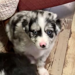 Australian Shepherds from Trailblazing Aussies