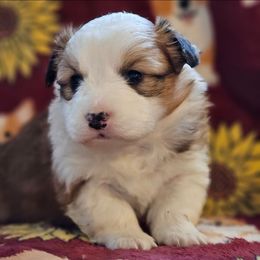 Maneet - Red female Pembroke Welsh Corgi puppy in Rensselaer, Indiana from Sharand MAS and Pembroke Welsh Corgis