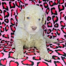 Zack - Cream male Goldendoodle puppy in Georgetown, Tennessee from Georgetown Designer & Purebred Puppies