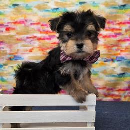 Banks - Black & tan tri-color male Morkie puppy in Monticello, Iowa from Ashley’s Puppies