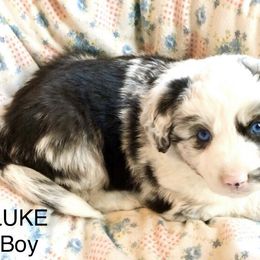 Aussiedoodle, Australian Shepherd, Miniature American Shepherd, and Miniature Australian Shepherd Puppies from Bline's Awesome Aussies