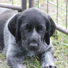 German Wirehaired Pointer Puppies from WyoWires German Wirehaired Pointers