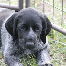 German Wirehaired Pointer Puppies from WyoWires German Wirehaired Pointers