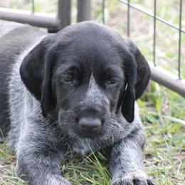 German Wirehaired Pointer Puppies from WyoWires German Wirehaired Pointers