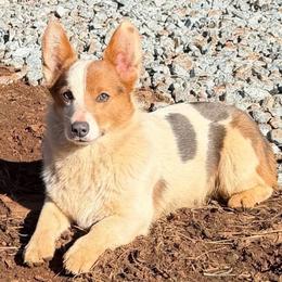 Tipsy - Pembroke Welsh Corgi