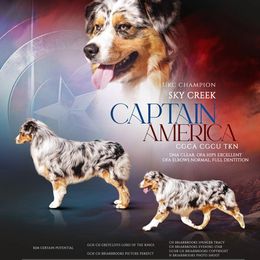 Captain  - Australian Shepherd